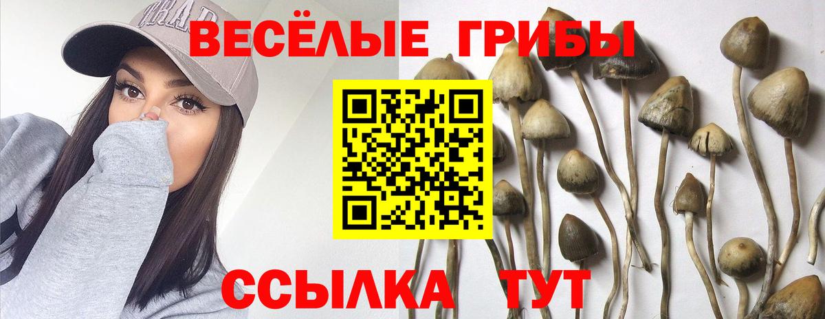 Королёв  Галлюциногенные грибы GOLDEN TEACHER  Вход с VPN 